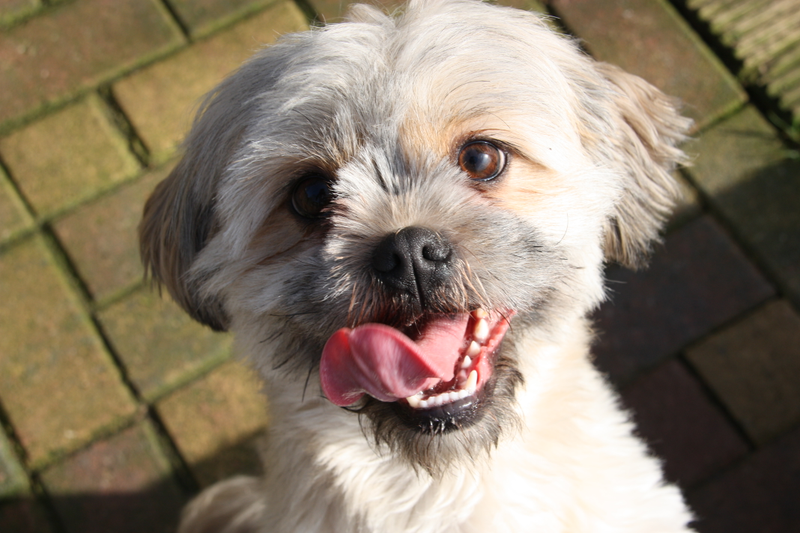 Illustration for article titled Why Are Dogs So Insanely Happy to See Us When We Get Home?